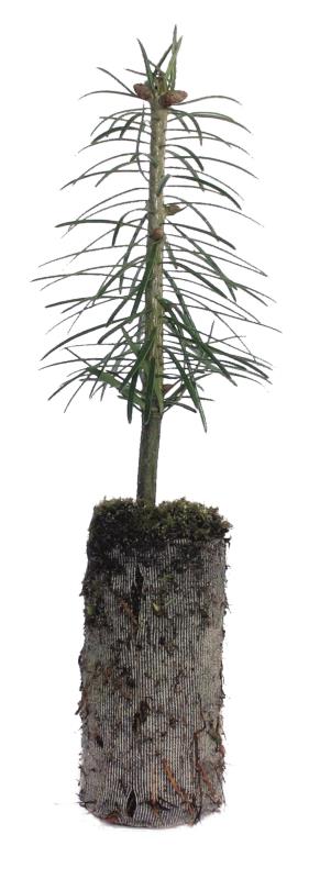 Abies nordmanniana - JIFFY® 14-18 cm 2 jährig - Ø 42 - Nordmann-Tanne