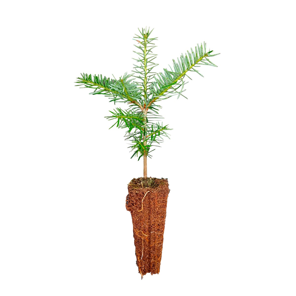 Picea pungens glauca - Quickpot24 - 2-jähr 15 - 25 cm - Blaufichte
