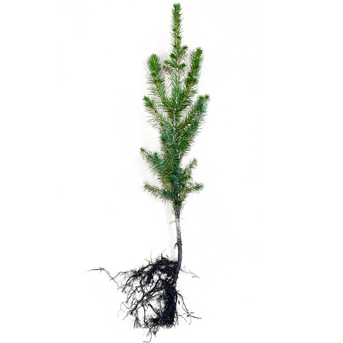 #Picea omorika 2/1s l'épicéa serbe
