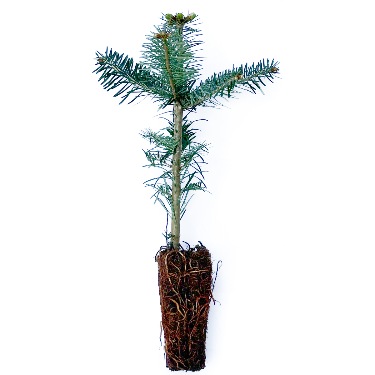 Abies nordmanniana - Qickpot24 - 3 ans 15 - 25 cm - Sapin de Nordmann