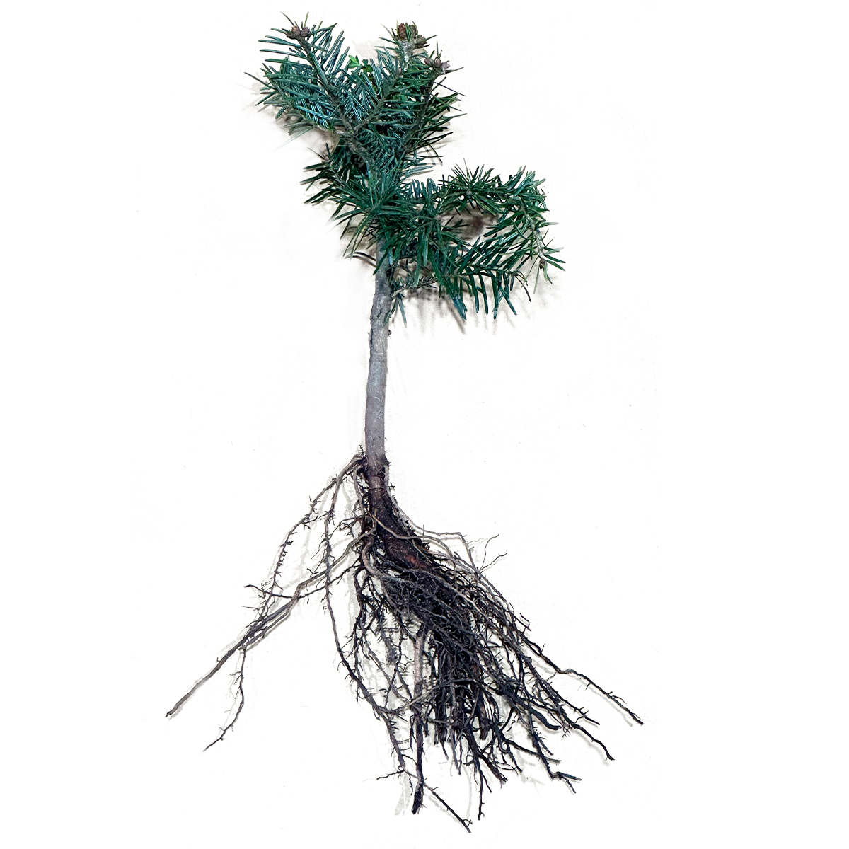 Abies nordmanniana "Ambrolauri Tlugi" 2/1 verschult