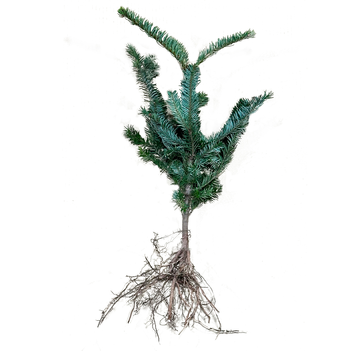 Abies nobilis 2/1s sommerverschult
