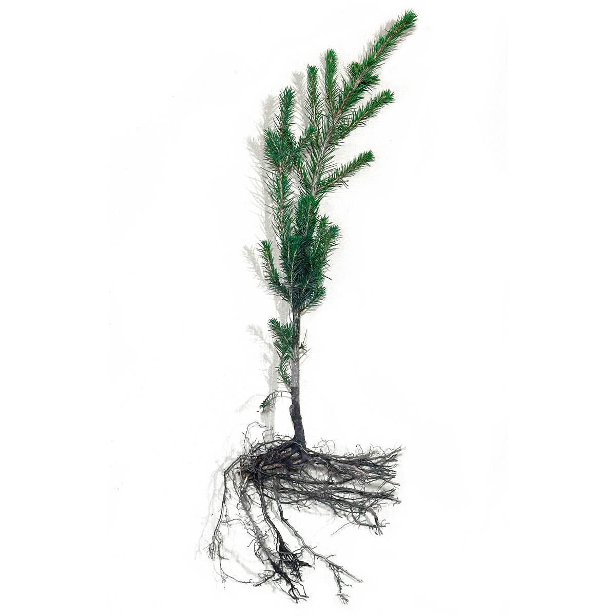 #Picea abies 2/1s épinette rouge