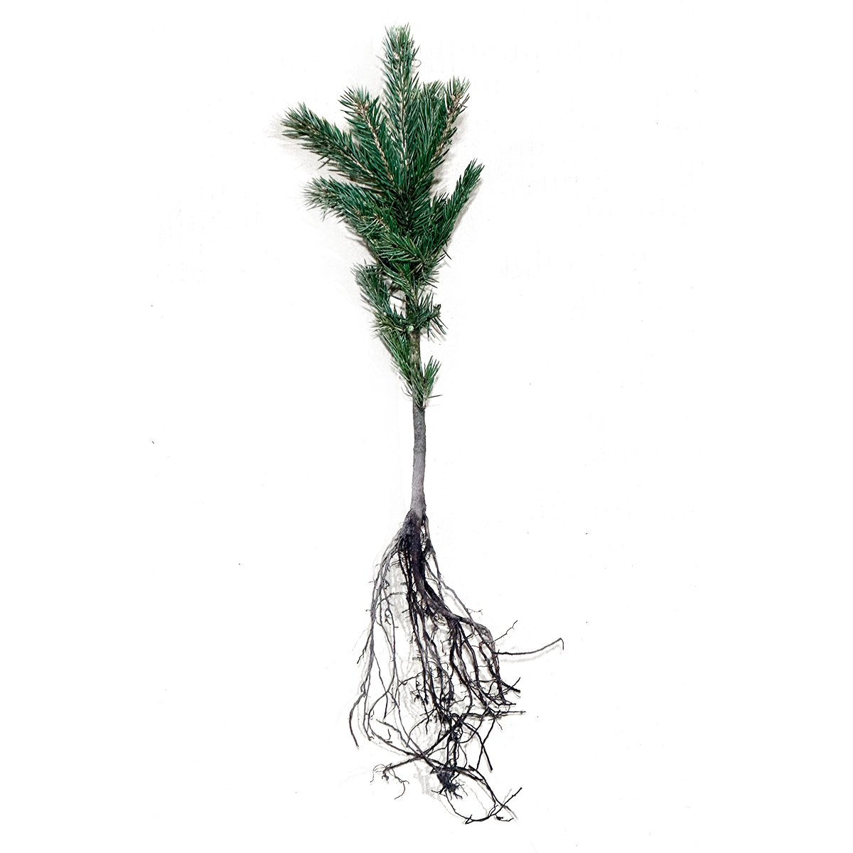 Picea pungens glauca "Arizona Kaibab" 2/1s sommerverschult