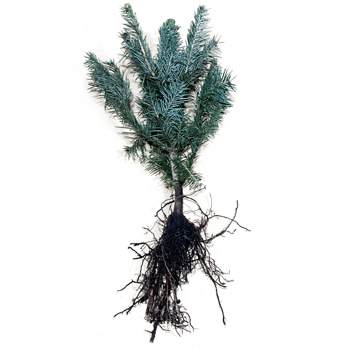 Abies nordmanniana "Ambrolauri Tlugi" 2/2s sommerverschult