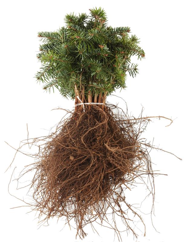 #Picea abies 2/1s épinette rouge
