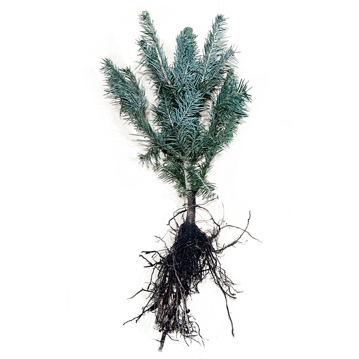 #Abies laziocarpa arizonica "Apache" 2/1s racines nues